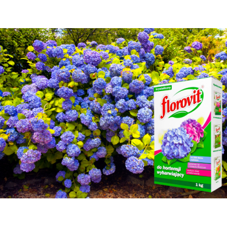 Nawóz wybarwiający do hortensji 1kg Florovit