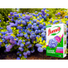 Nawóz wybarwiający do hortensji 1kg Florovit