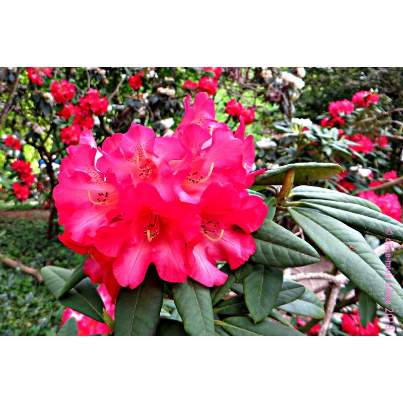 Nawóz do rododendronów 1kg Westland