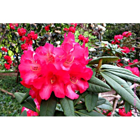 Nawóz do rododendronów 1kg Westland