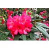 Nawóz do rododendronów 1kg Westland