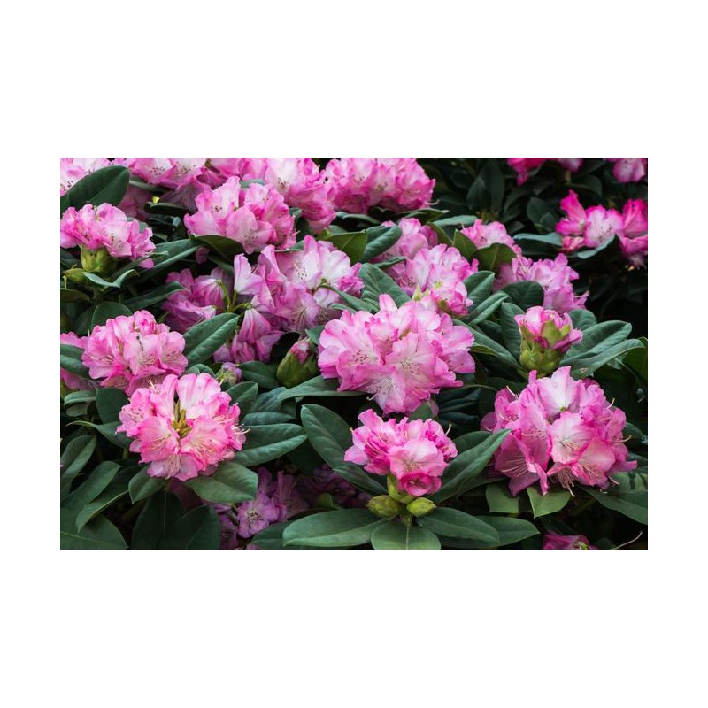 Nawóz do rododendronów 1kg Westland