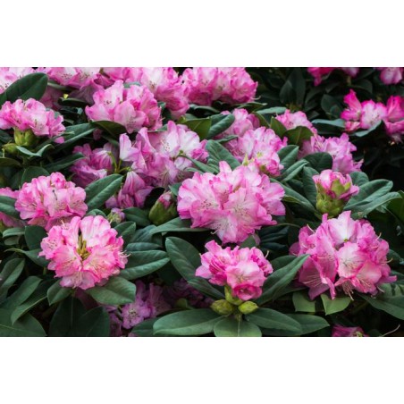 Nawóz do rododendronów 1kg Westland