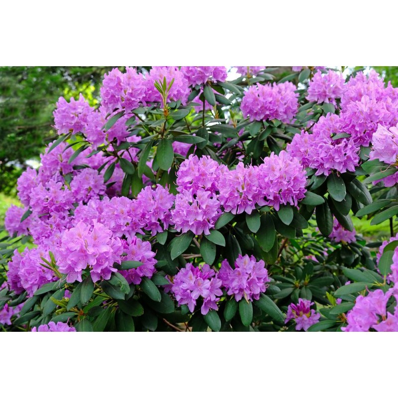 Nawóz do rododendronów 1kg Westland