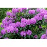 Nawóz do rododendronów 1kg Westland