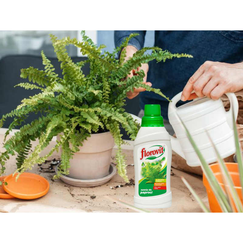 Nawóz do paproci  0,5l Florovit