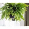 Ziemia do paproci z seramis 4L Westland