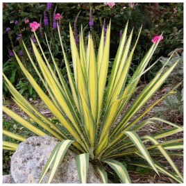 Juka karolińska Color Guard...